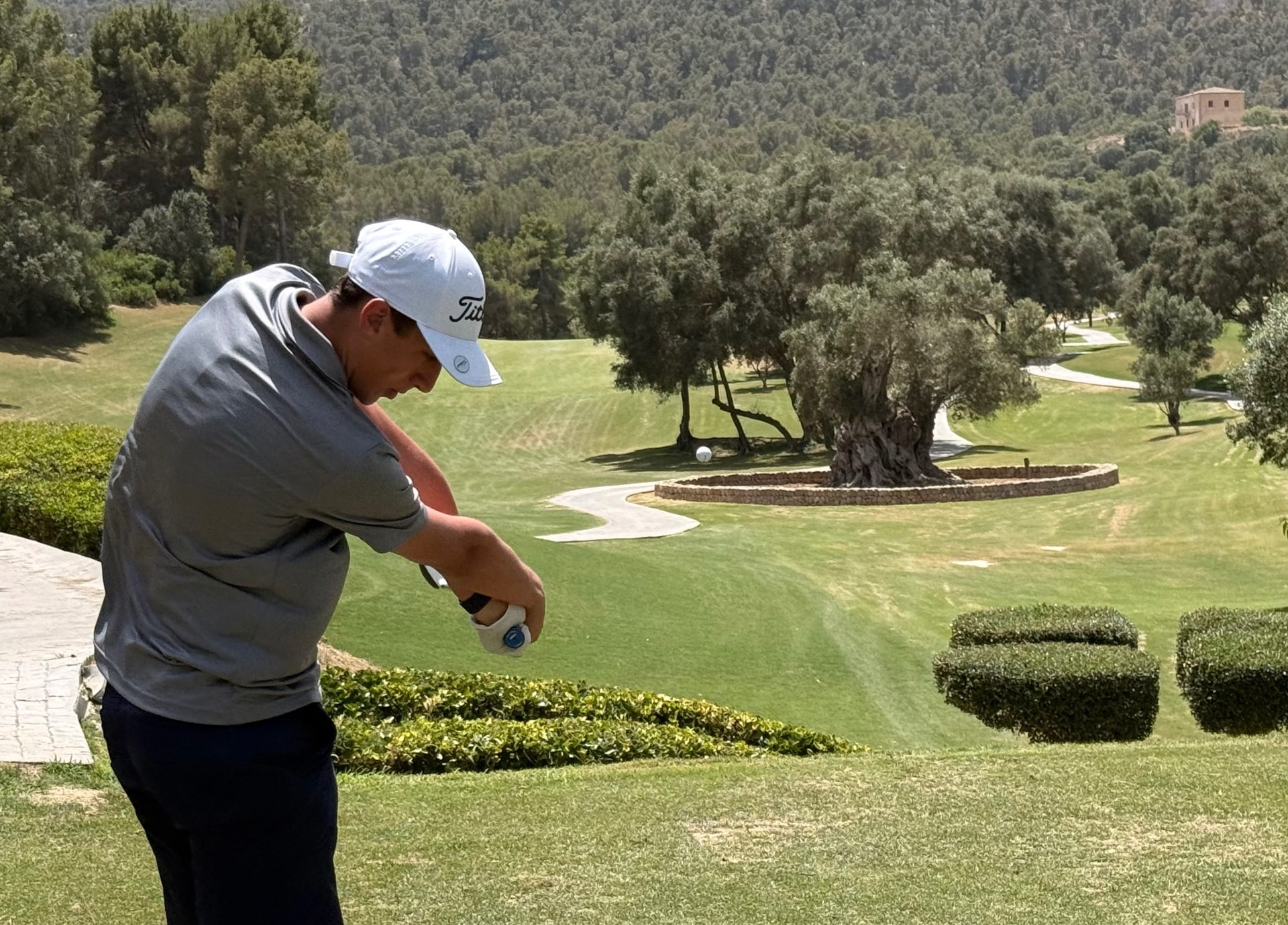 Son Servera Golf · Olivenbaum